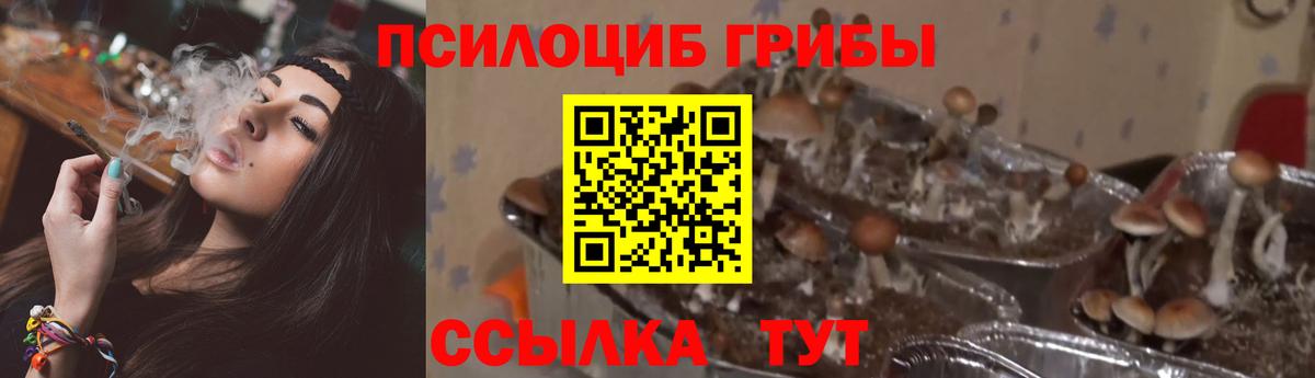 Ступино  Псилоцибиновые грибы MAGIC MUSHROOMS  Вход с VPN 
